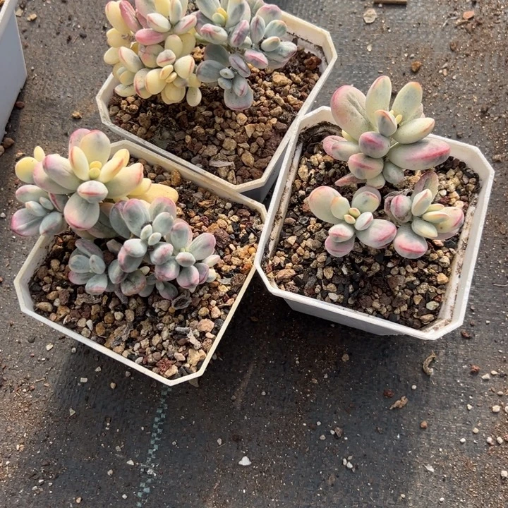 不***丢无花朵哈哈哈哈哈哈