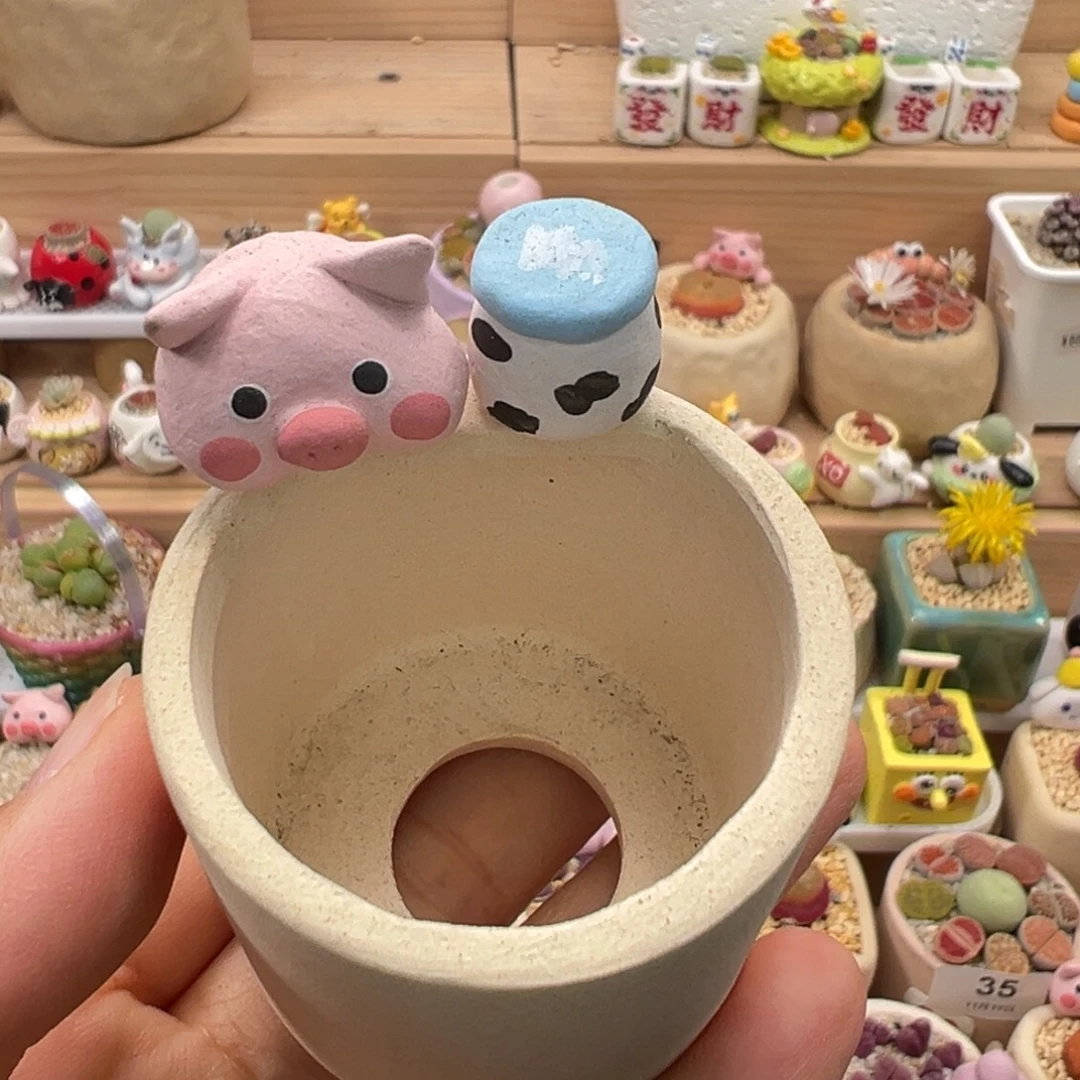 1***1多肉植物121号种买的拉登