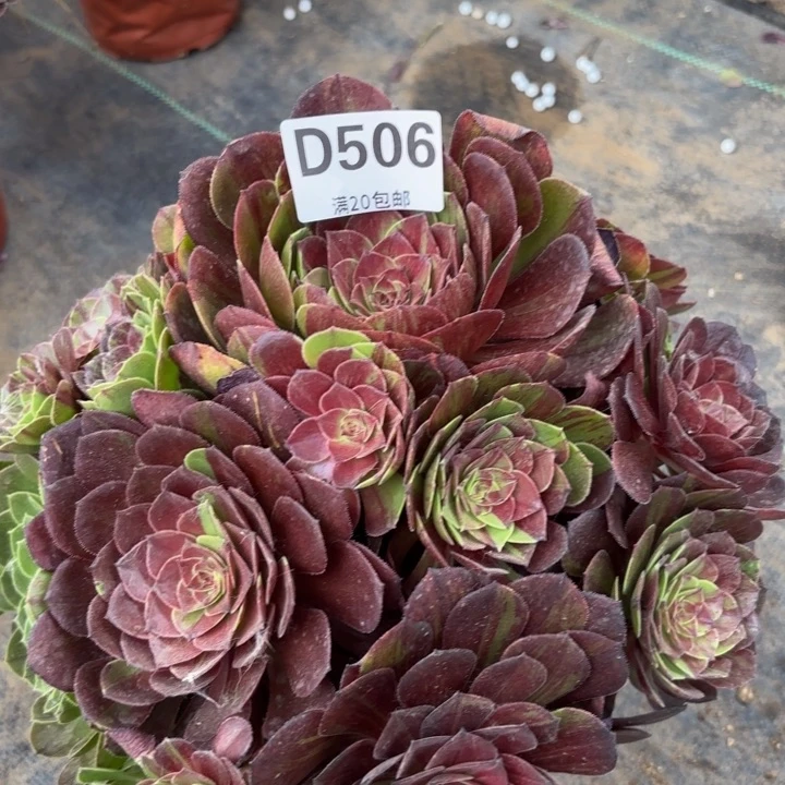 瑞妈多肉植物506