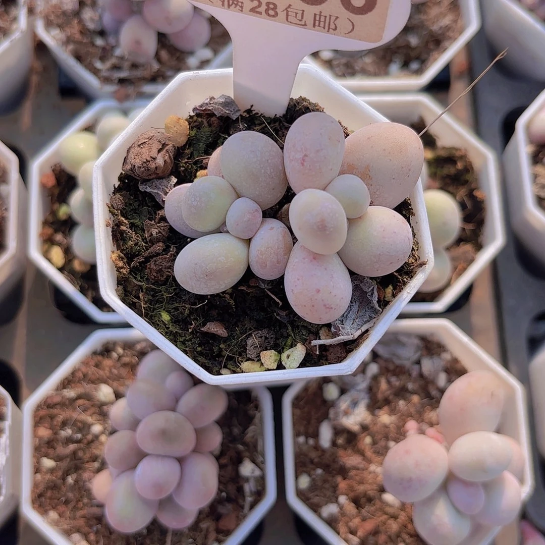 A396奶酪一物一拍