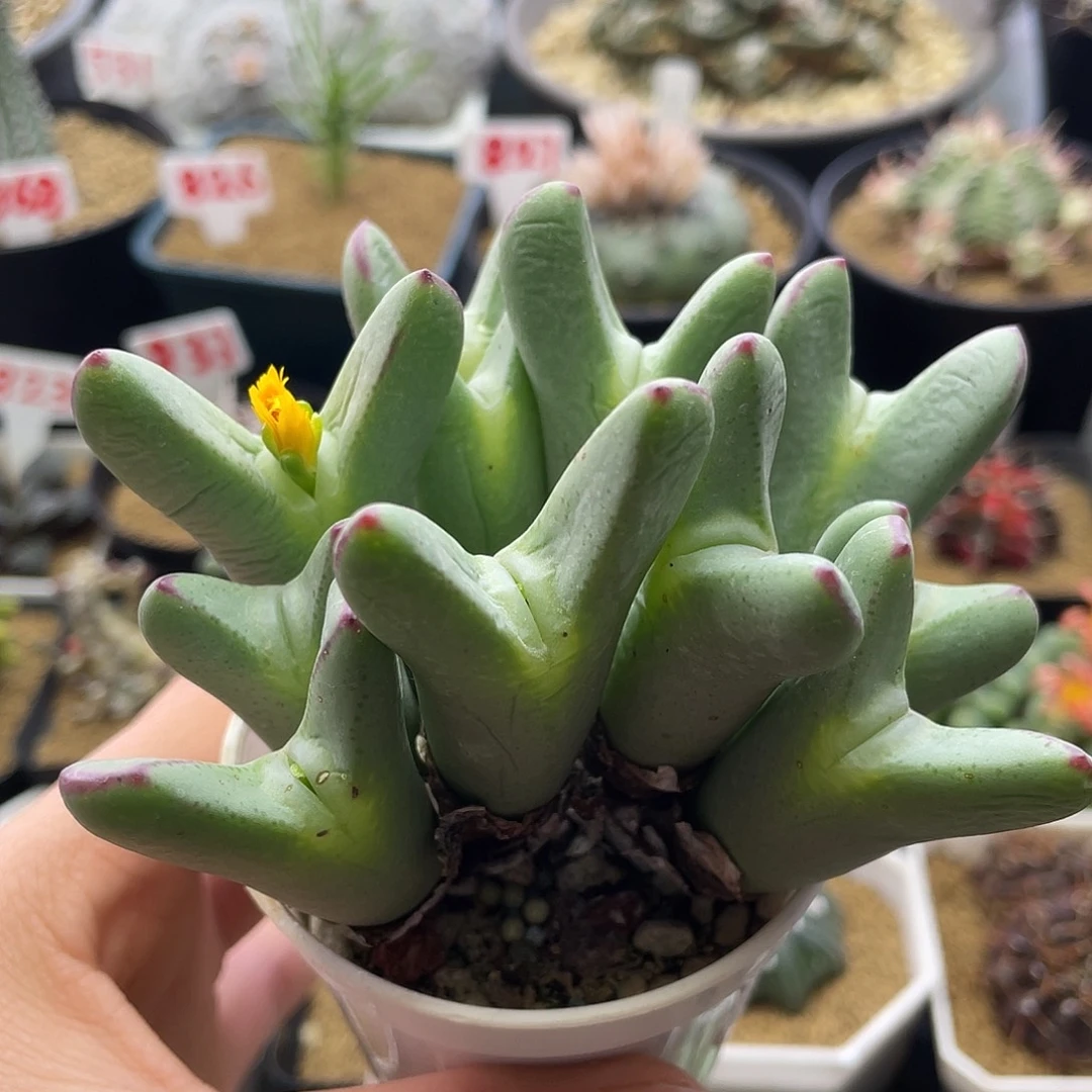 大耳朵皮卡丘少将仙人球11头