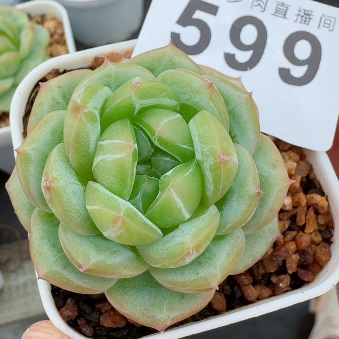 精美多肉植物