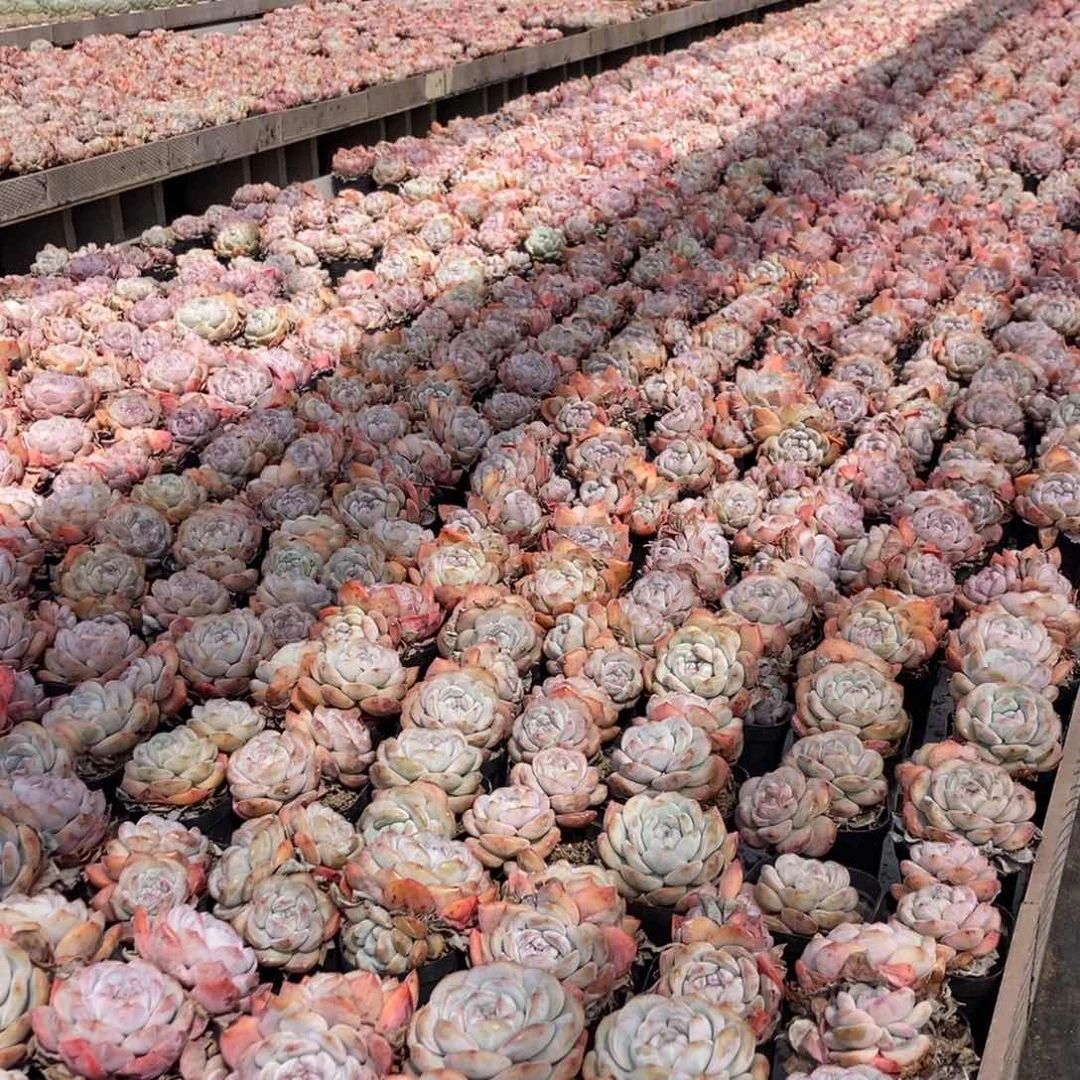 25-18石榴籽双头随机有砍