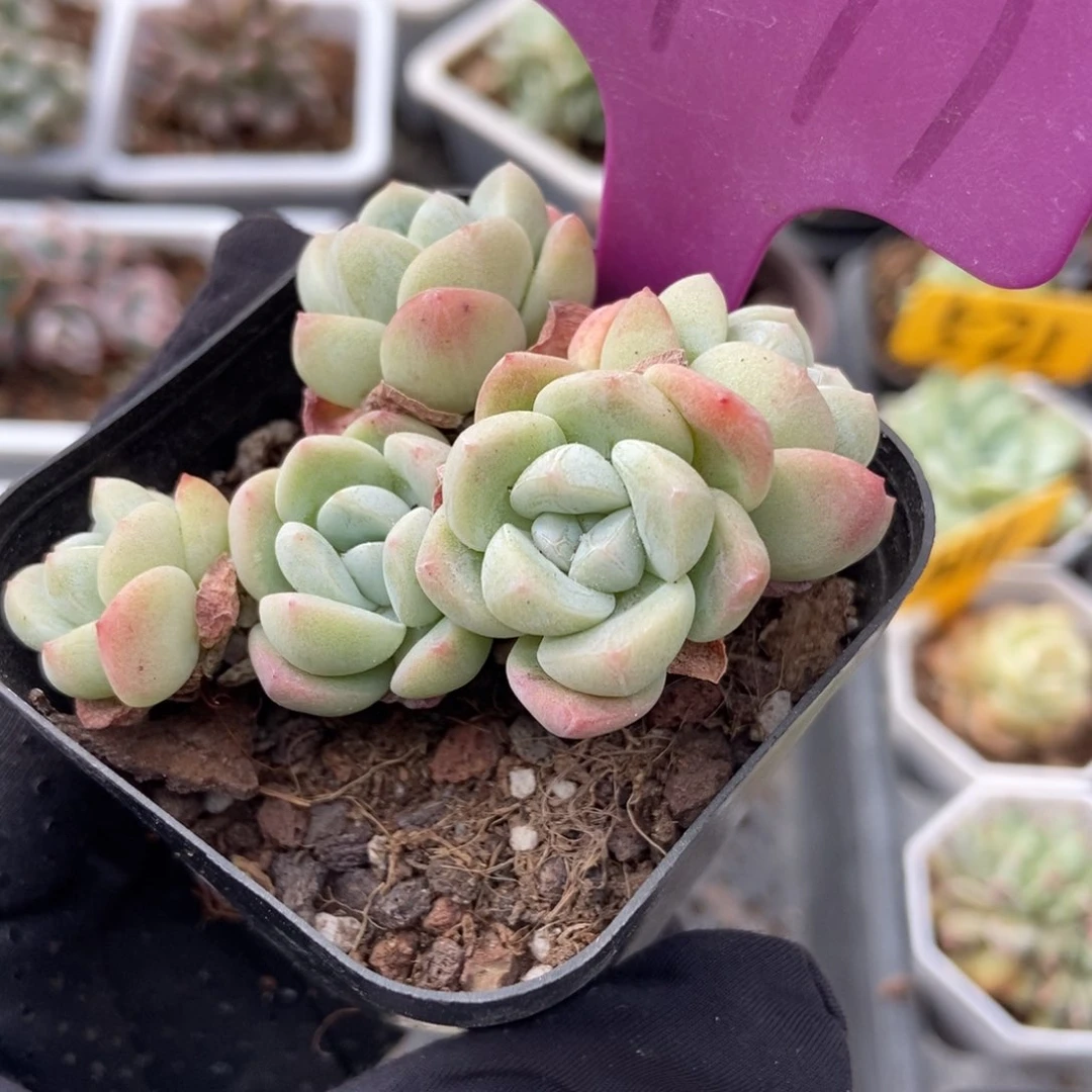 1977冰玉多肉植物保护