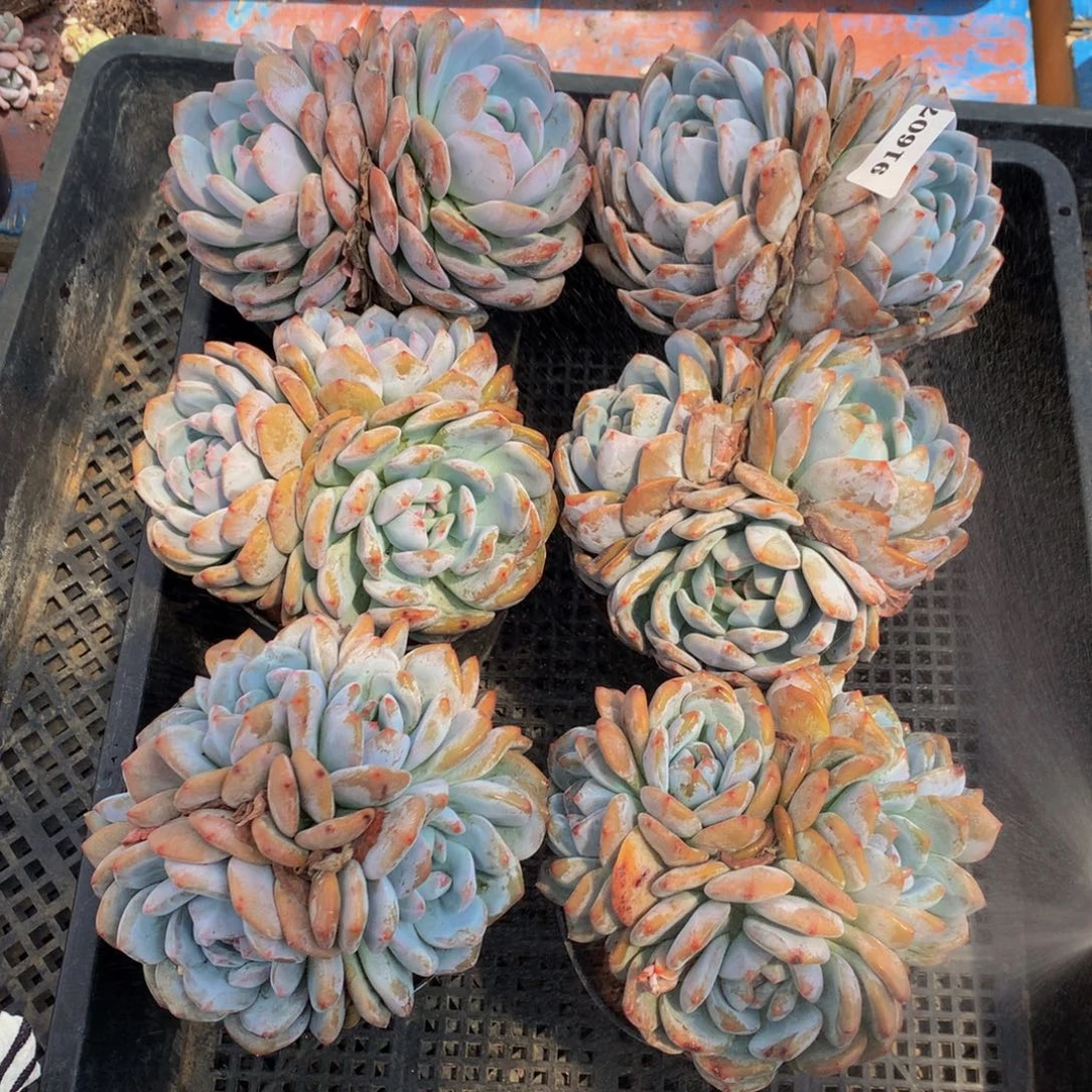91607六个嗯嗯嗯嗯嗯嗯好喜欢