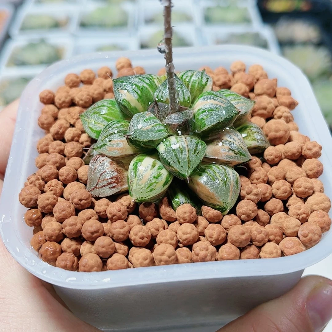 【闪购商品】银叶之前