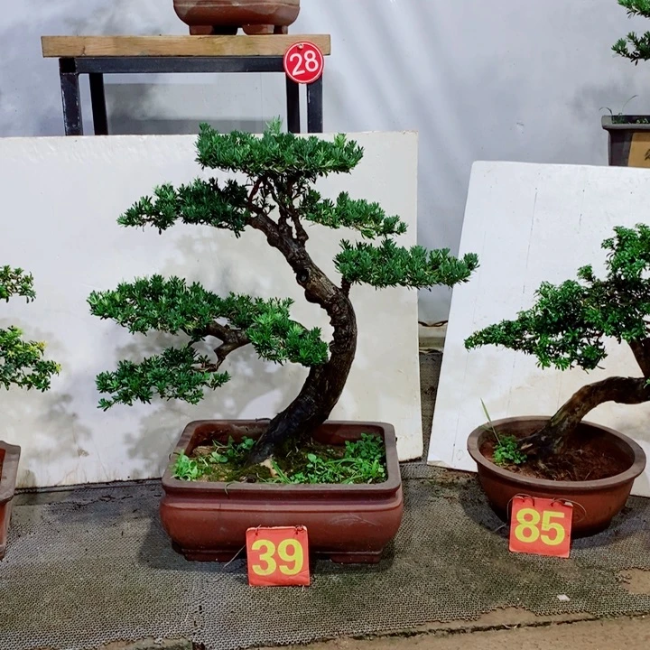 不开花植物米叶罗汉松老桩盆景