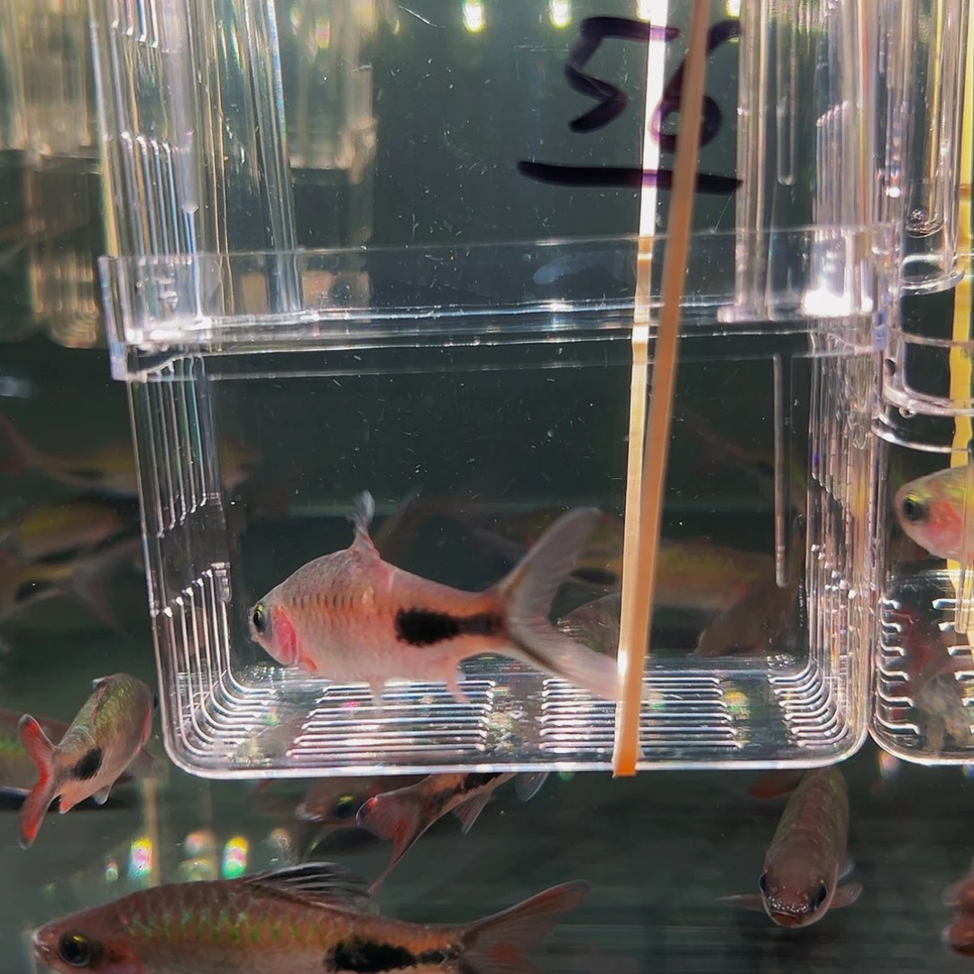 工具鱼彩虹鱼鱼鱼鱼鱼鱼56