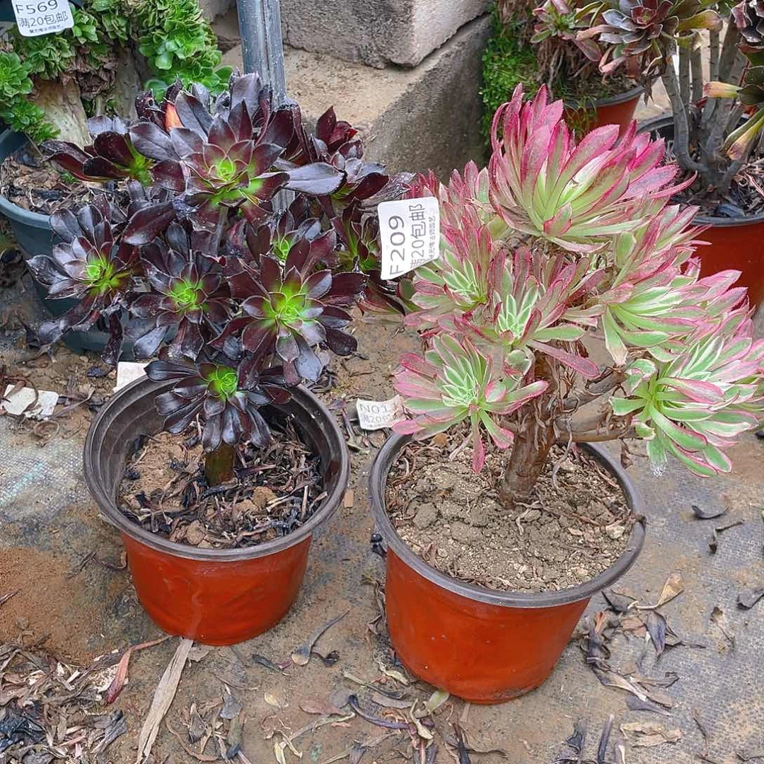 我***海209组合多肉小损不包