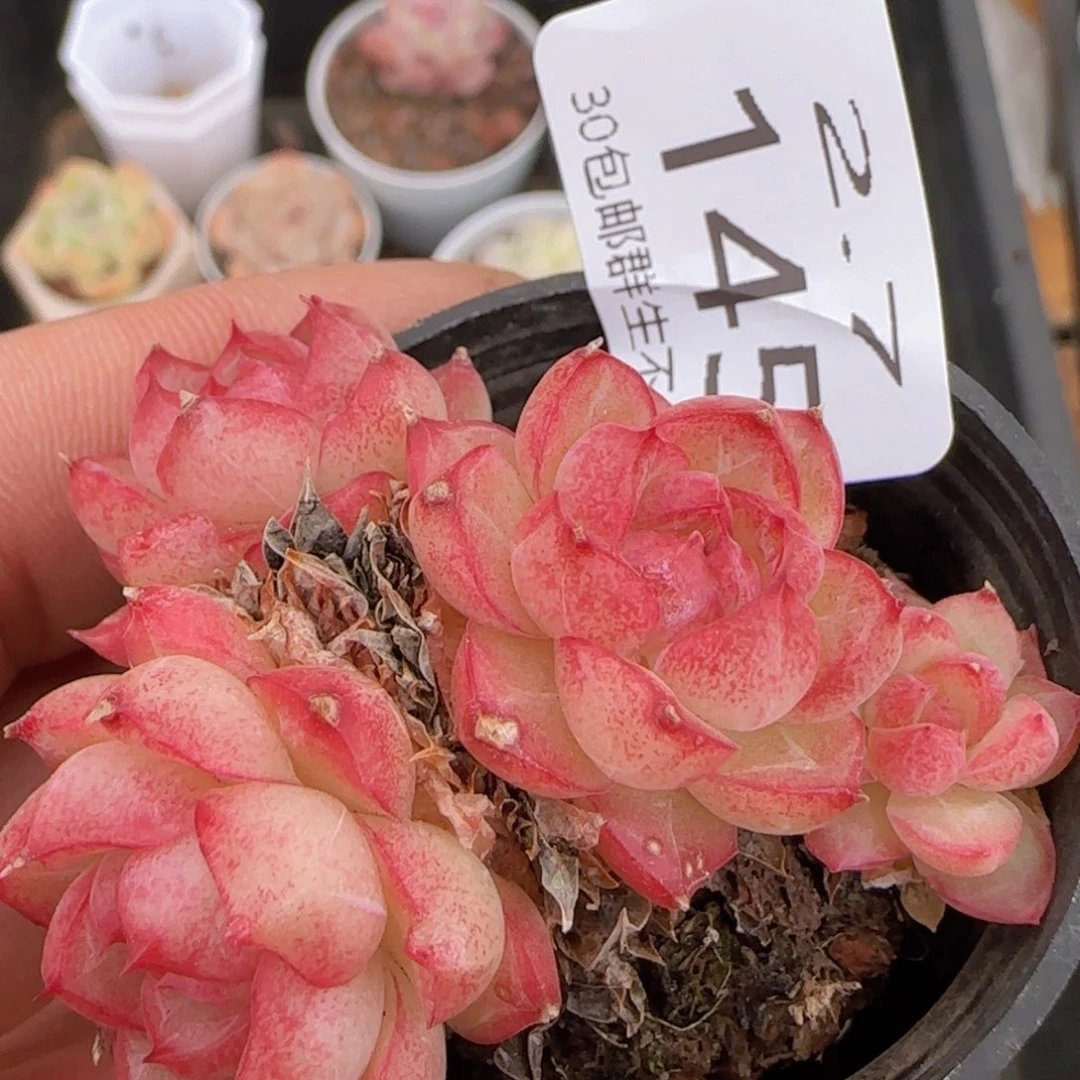 女王群一颗脱土发货
