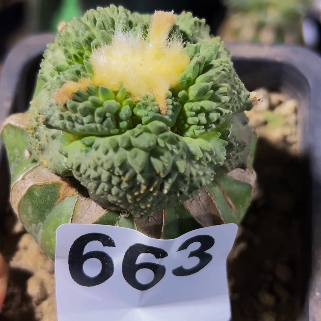 爱***莉无花朵福利炸尤怒涛牡丹663