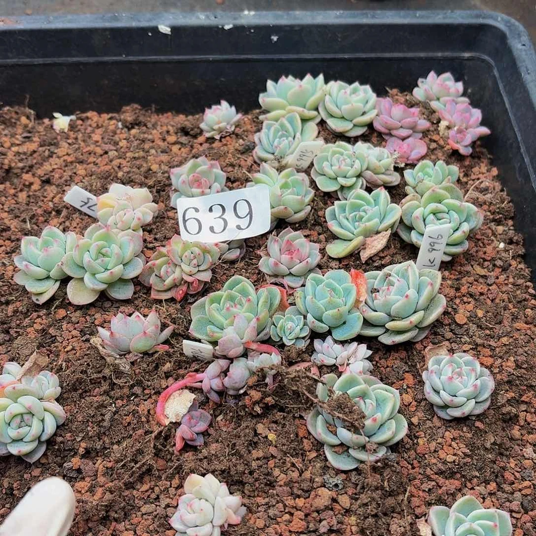 吃****姐多肉植物多肉植物639