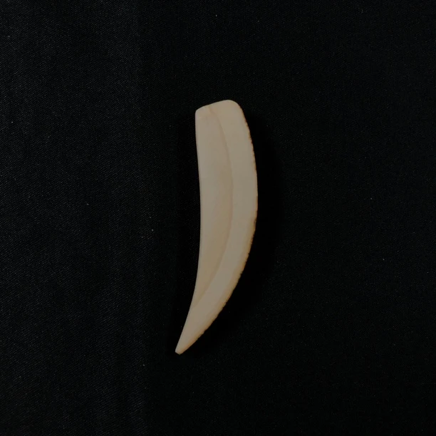 H11089 只做天然猛犸牙 牙尖 57*13*8 7.7克