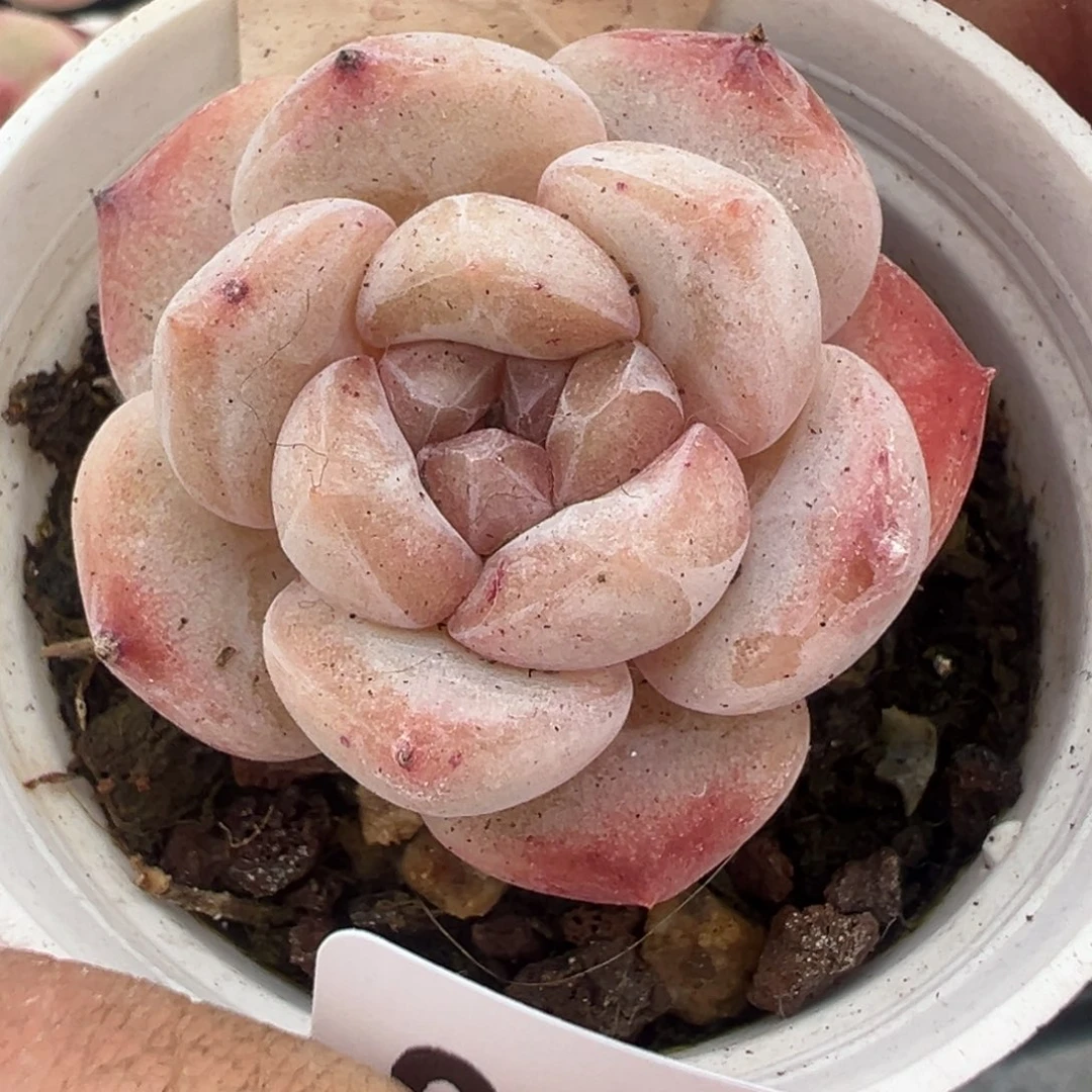 小卡拉米糖心一物一拍31-178