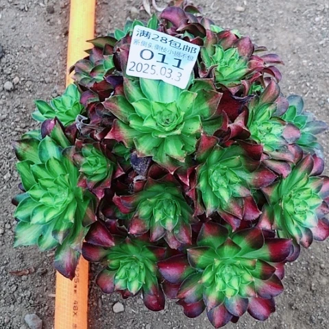 3.3-11韶华多肉植物