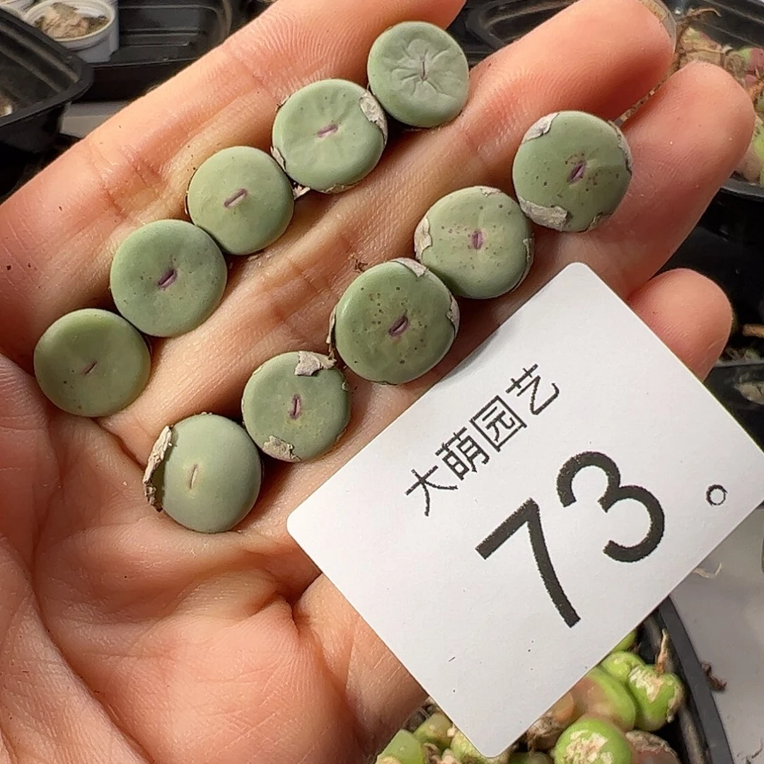 一物一拍         73