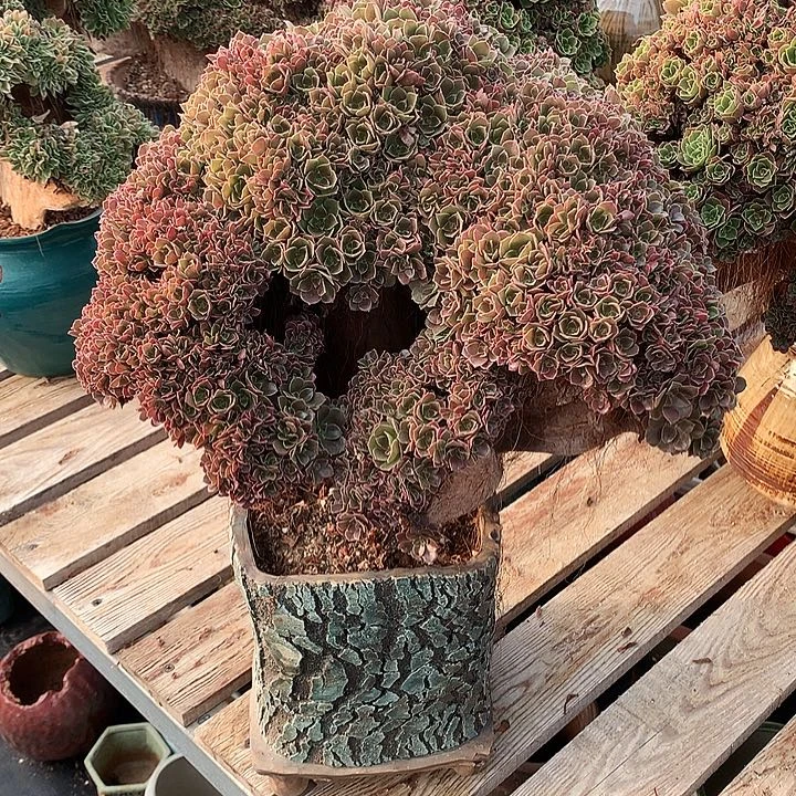 玫瑰朵朵脱土发货啊