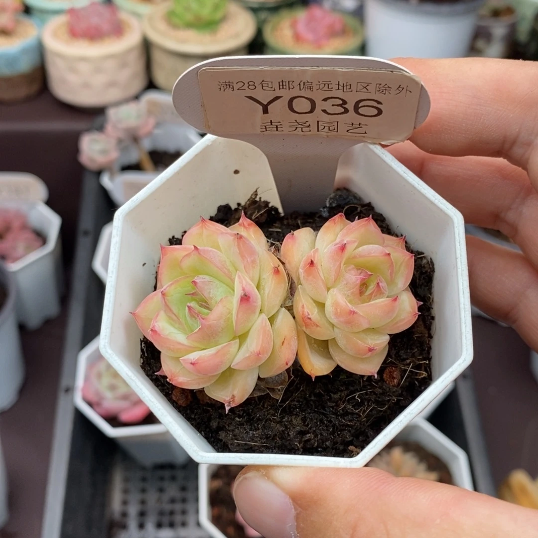 0036 水晶玫瑰 5cm