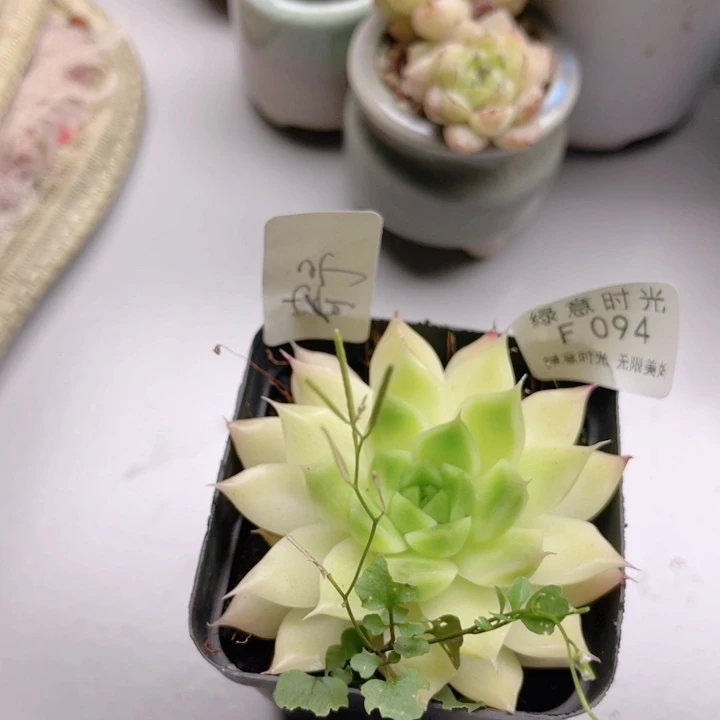 寄***予094 带陶瓷盆发货 满28包邮