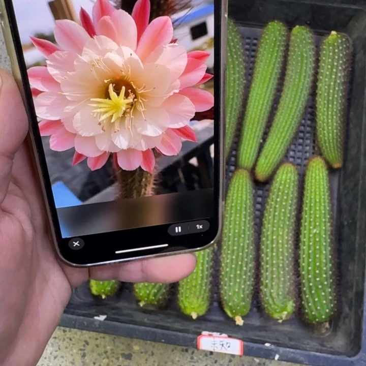 367金妞少女心歪无根侧牙6公分左右，20包邮