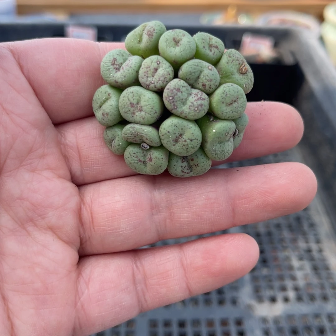 多肉植物一物一拍67