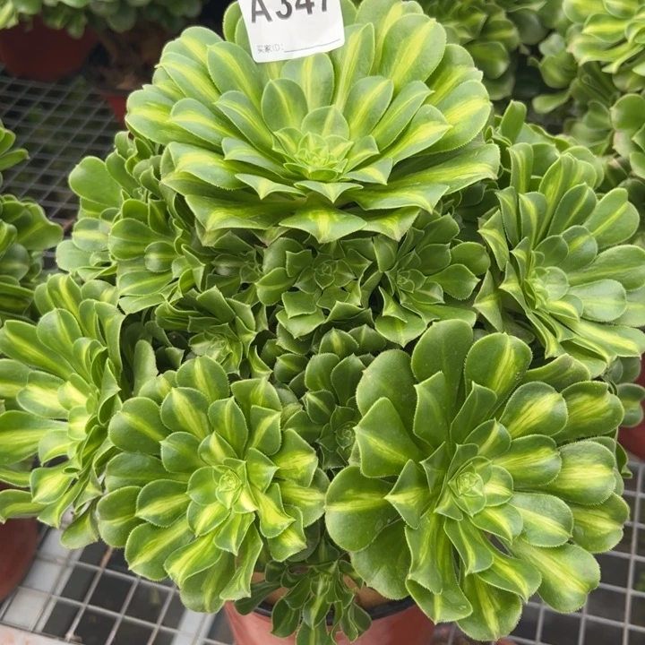 347翡翠琉璃30厘米左右