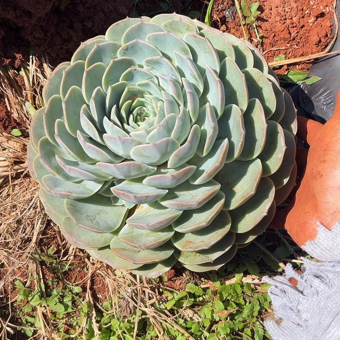 云樱13.99多肉植物精品