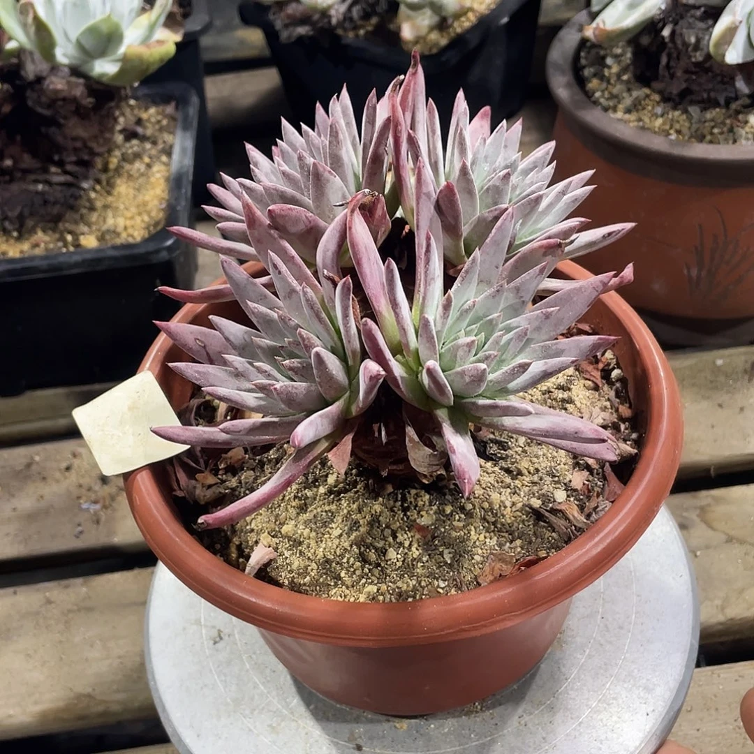 流丹白豪+尹静思仙女杯