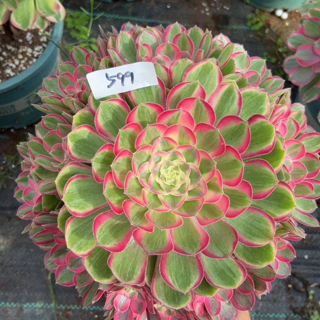多肉植物599脱土的