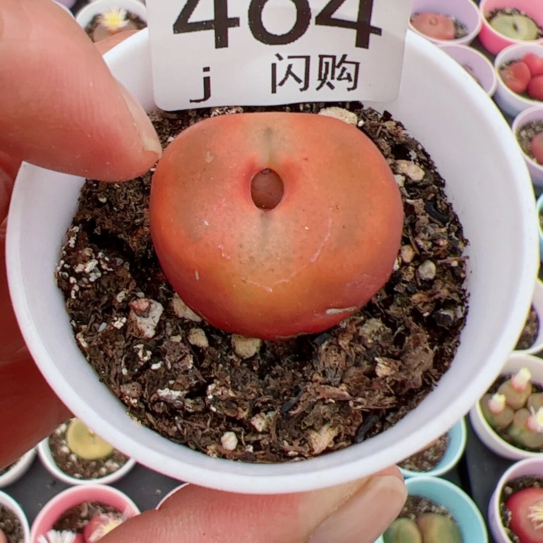 无花朵王*宝我很喜欢这个J464