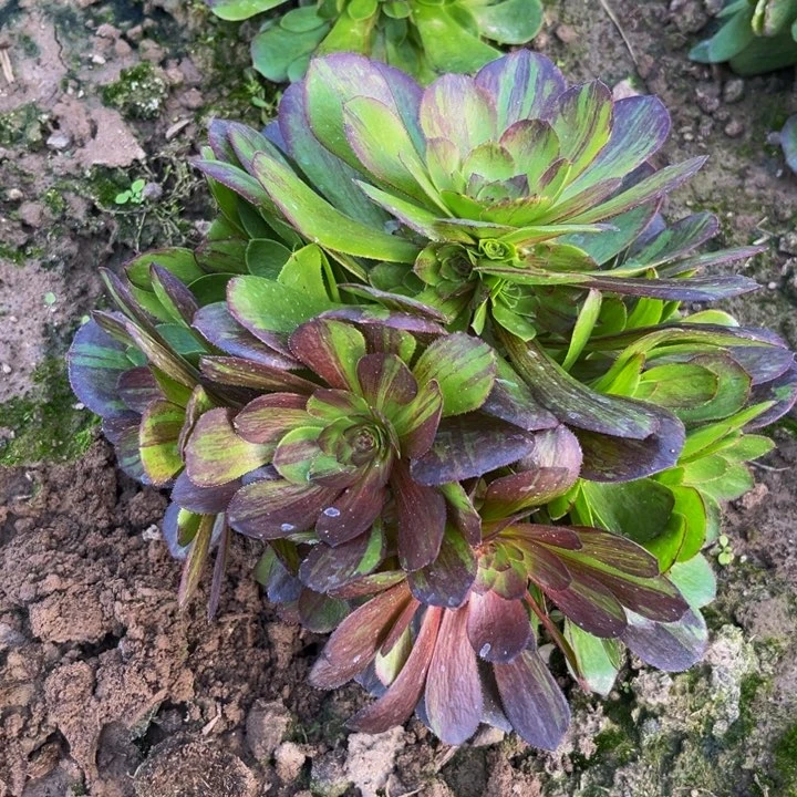 花月夜多肉植物捧花的