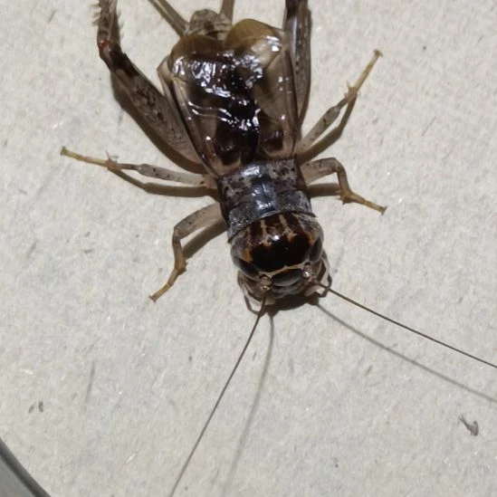 坤园份房蟋蟀蛐蛐