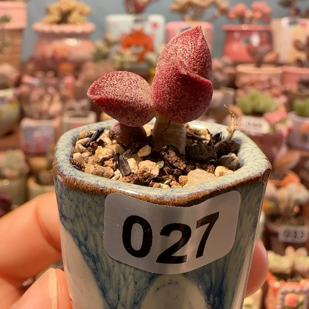 用***9水泡AV   盆口2.5cm