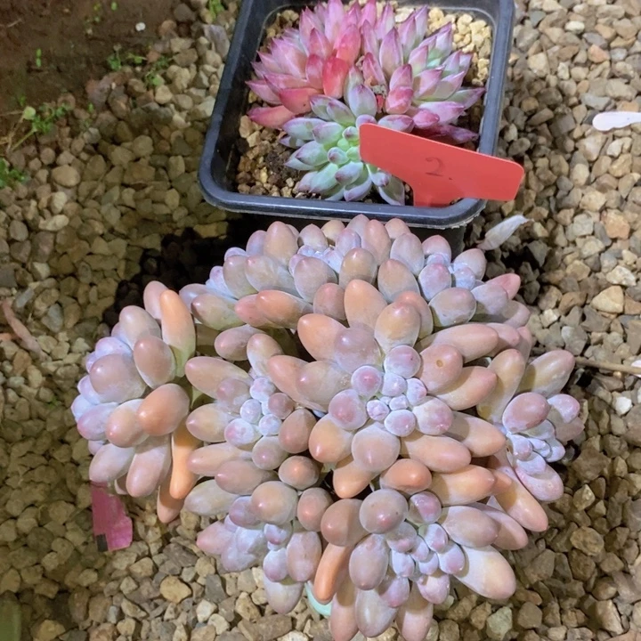 心***师这样可以避免一些不