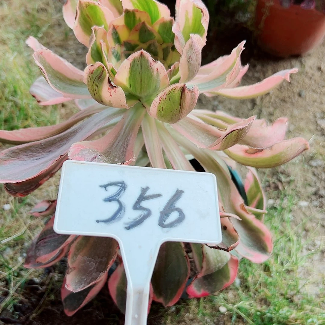 多肉植物艳紫法师