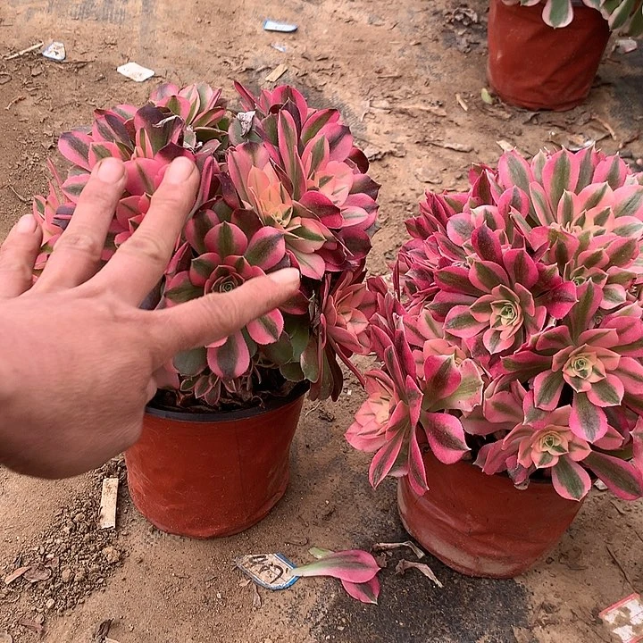 多肉植物香妃有砍头组合70