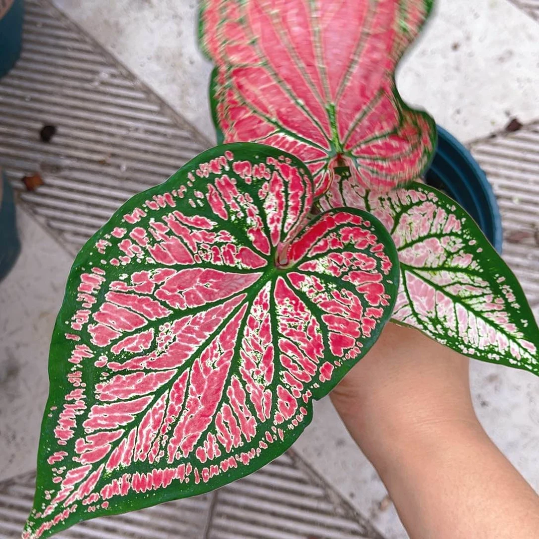 完全开放泰彩一物一拍540