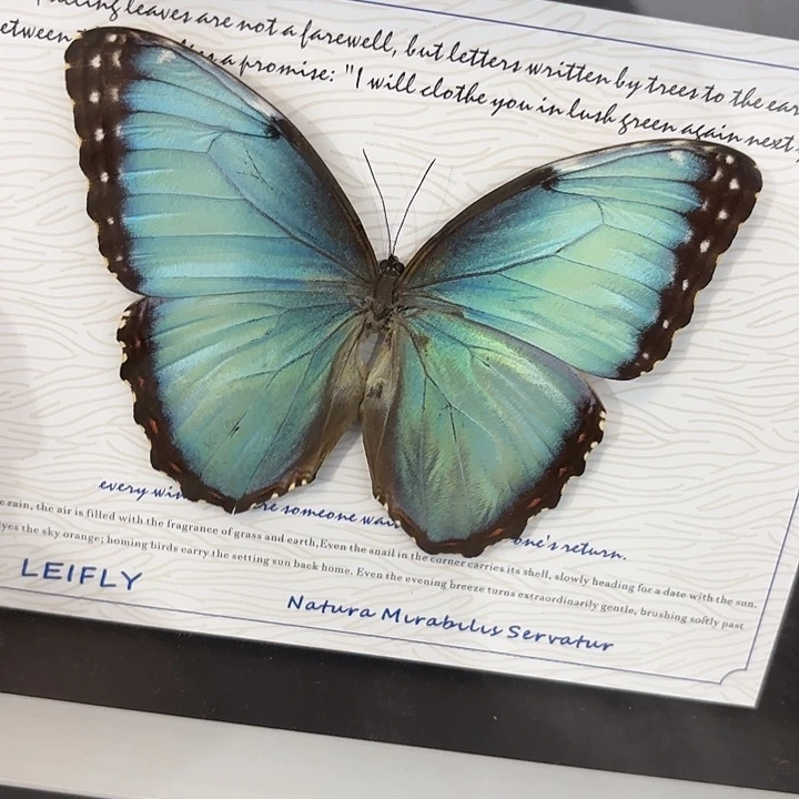 纯***狼蝴蝶标本定制819@