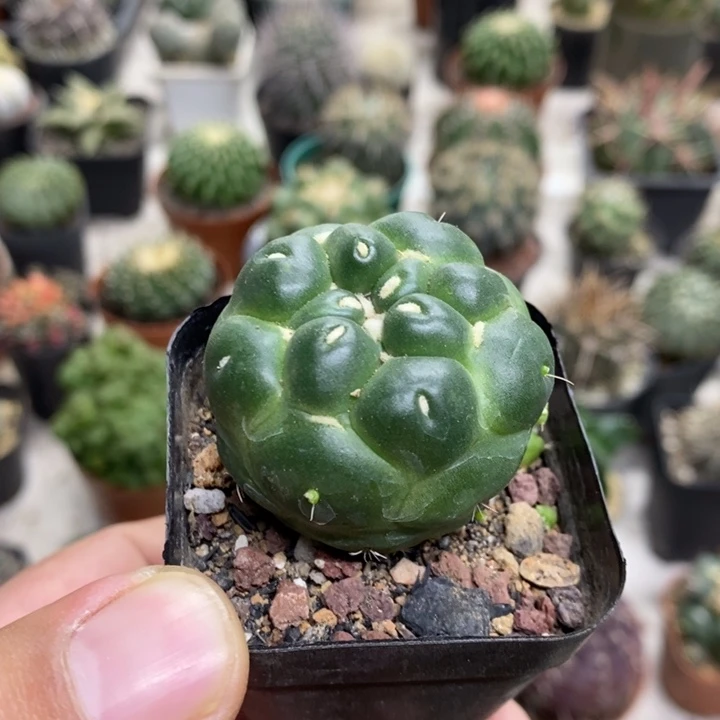 无刺象牙特价福利