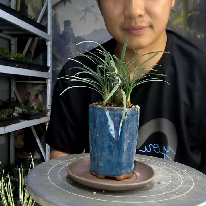 蝴****海中青园艺一物一拍210