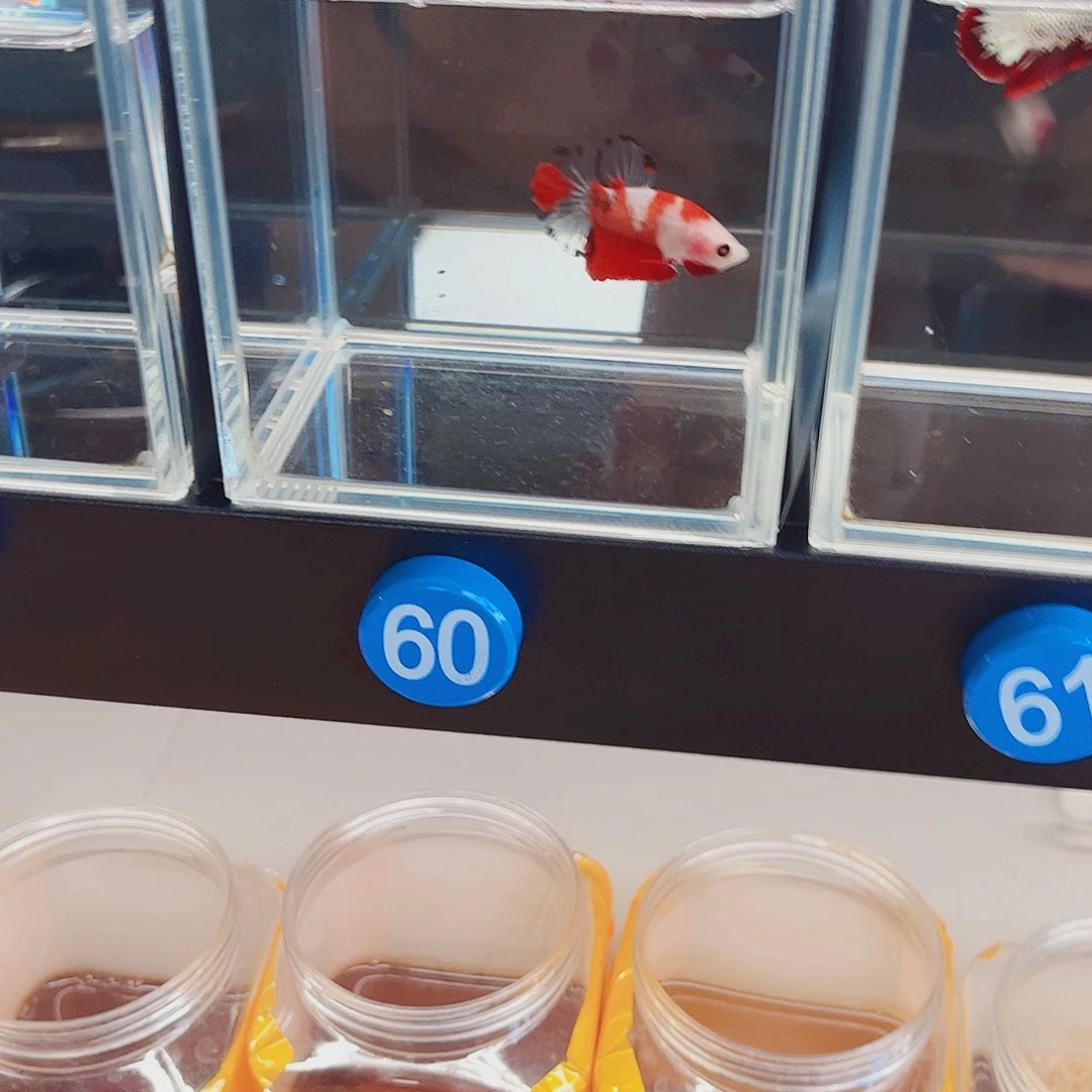 半***啊海水鱼宙斯09-19竞拍