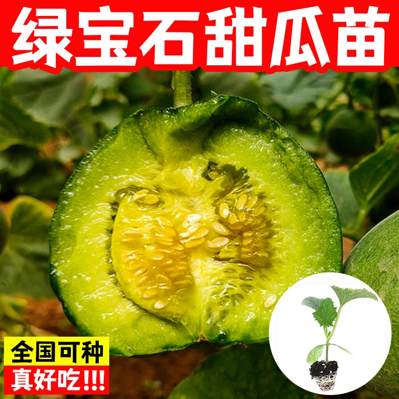 绿宝石甜瓜秧苗种籽羊角蜜甜瓜苗盆栽秧苗香瓜菜苗蔬菜大全春季种