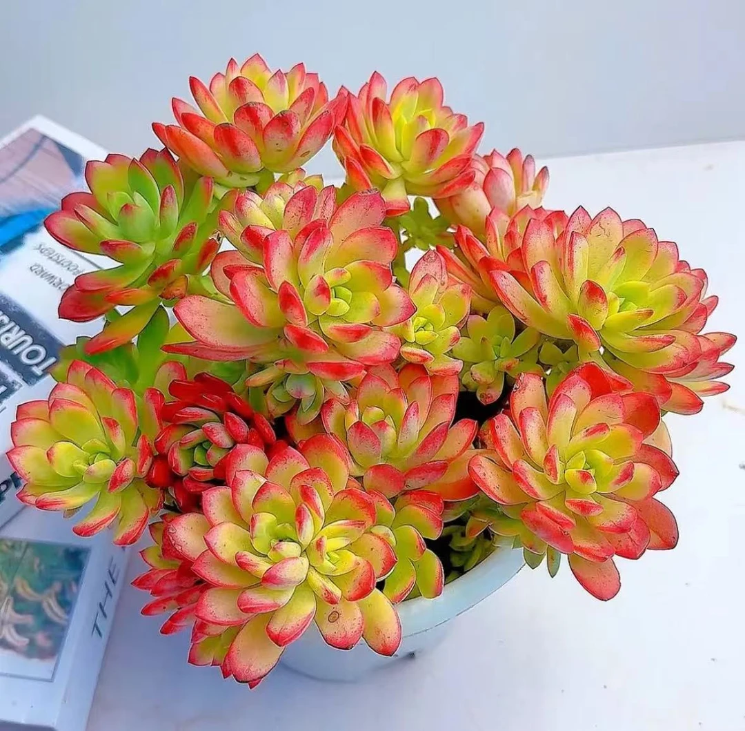 W大盆七彩叮当锦【年宵纳福】室内室外好养适合新手云南盆栽基地