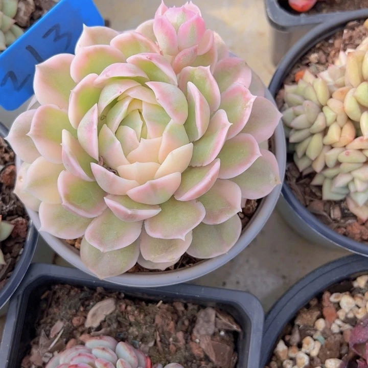 健健康康平平安安