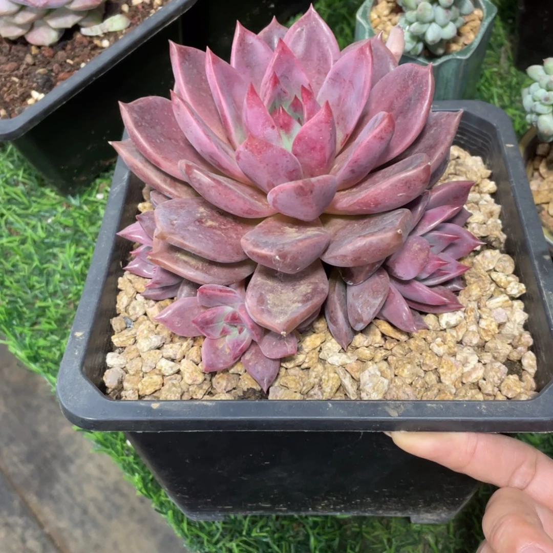 红糖卡捧花冠幅13公分一物一拍