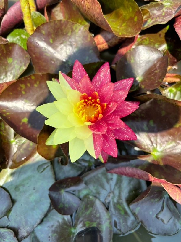 耐寒睡莲品种【万维莎】裸根发货+营养液