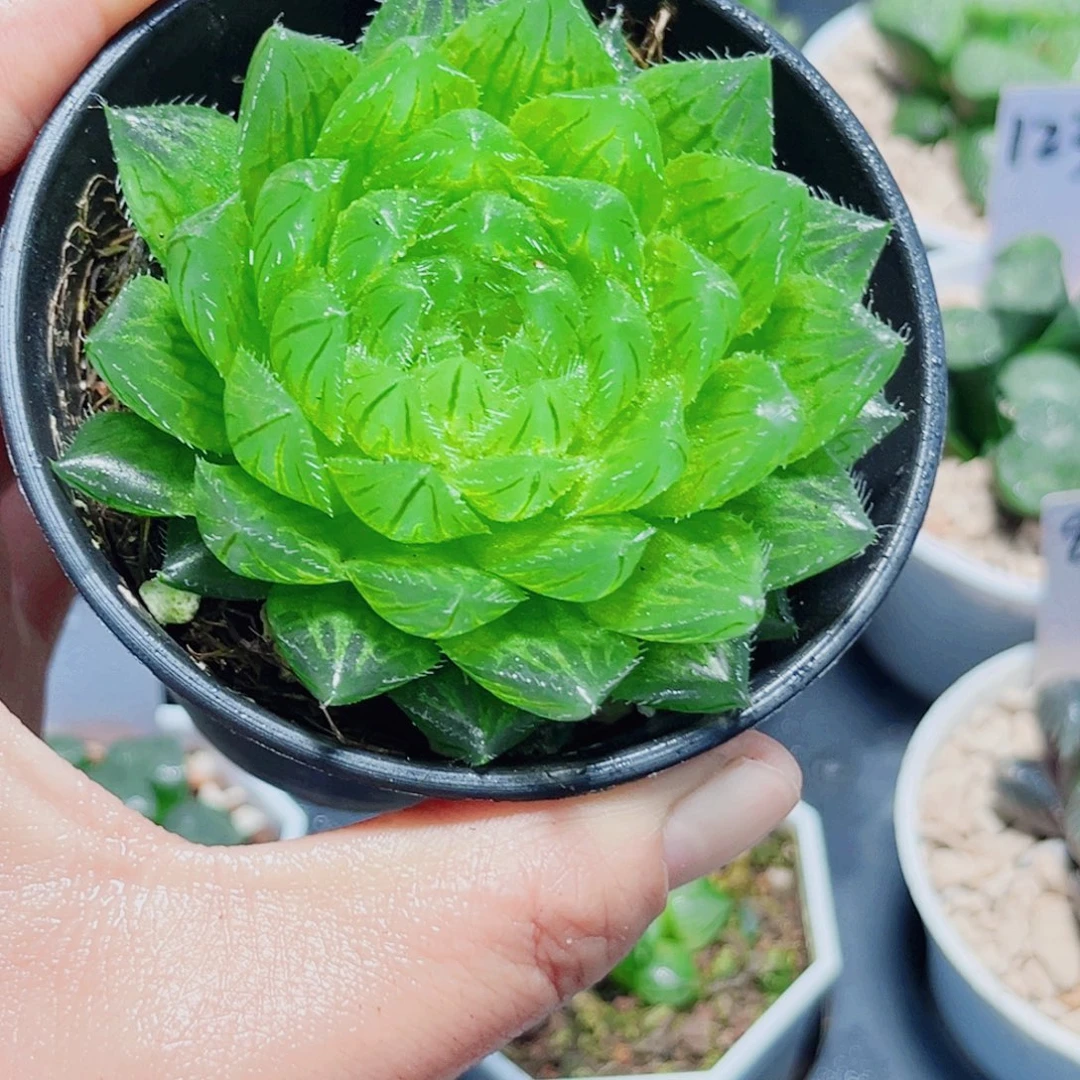 樱水晶多肉植物66666