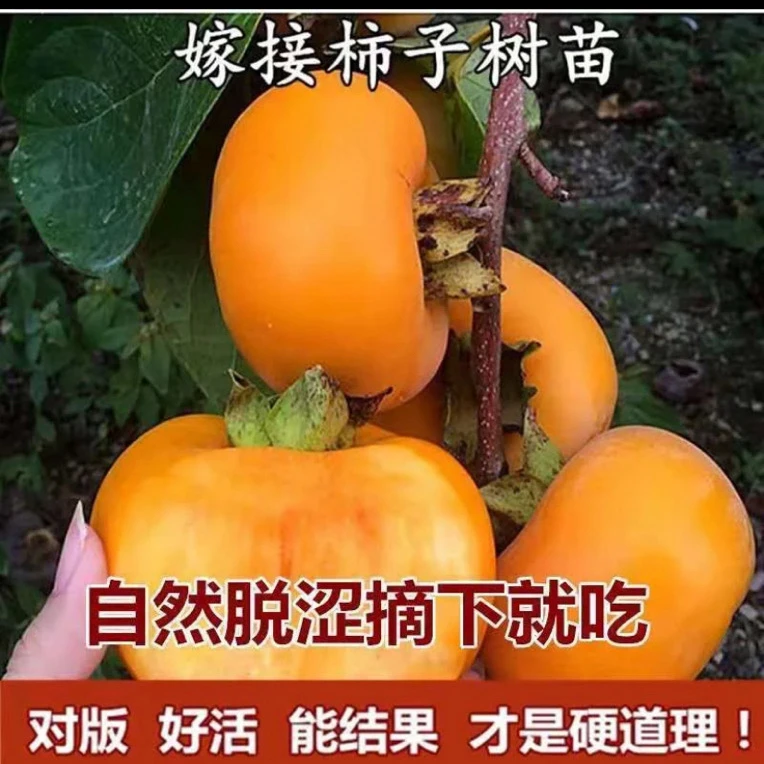 正宗对版精品脆甜柿子树 太秋 火晶盆栽地栽