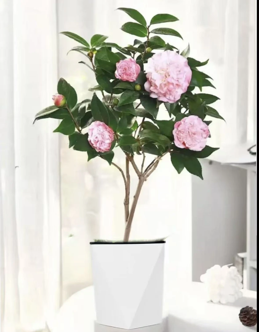 【30-40】带花苞浓香型香妃茶花盆栽室内阳台冬季耐寒花卉绿植