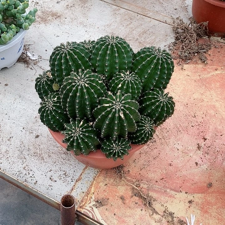 【闪购商品】群生金刚仙人球